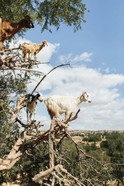 White Goat Argan Tree Essaouira Morocco Popular Tourist Moroccan Landmark — Stock Photo, Image