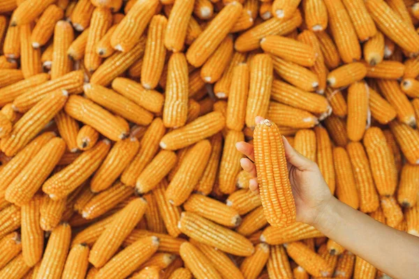 Mão Segure Espiga Milho Laranja Eua Agricultura Estação Colheita Saudável — Fotografia de Stock