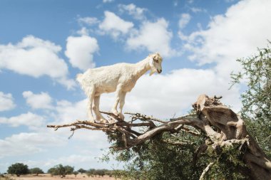 Essaouira, Fas 'taki Argan ağacında beyaz keçi. Popüler Fas turist simgesi. Afrika vahşi yaşamı.