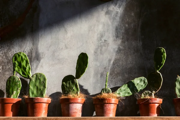 Green Cactuses Orange Pots Wooden Shelf Background Gray Shabby Concrete — Stock Photo, Image