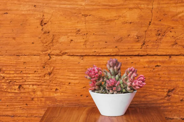 Succulent Plant White Flower Pot Terracotta Colored Wall Background Orange — Stock Photo, Image