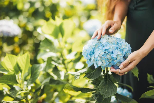 Gartenfloristikkonzept Frauenhände Halten Blaue Hortensien Die Garten Blühen Leerer Platz — Stockfoto