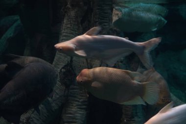 egzotik deniz ve nehir balık akvaryum n içinde yüzmek