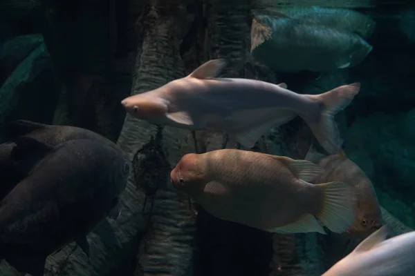 Mar exótico y peces de río nadan en el acuario n — Foto de Stock