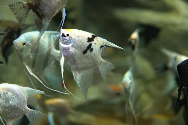 Экзотические морские и речные рыбы плавают в аквариуме — стоковое фото