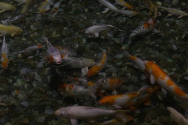 egzotik deniz ve nehir balık akvaryum n içinde yüzmek