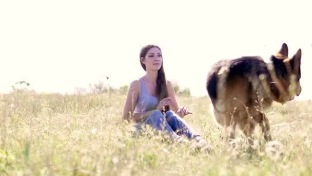 Opleiding Duitse herders in de natuur — Stockvideo