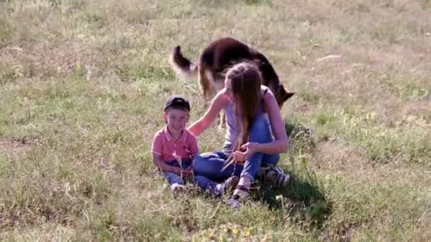 Training German shepherds in nature family — Stock Video