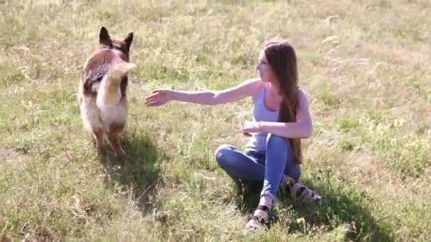 Hond Duitse herder vrouwelijke scholen — Stockvideo