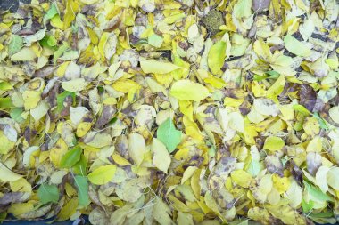 Sonbahar yaprak doku arka plan Ekim Kasım yaprakları.