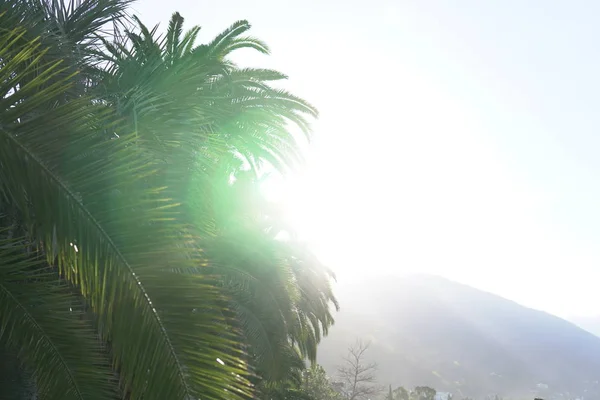 Palmeras tropicales en la playa de arena de la costa — Foto de Stock