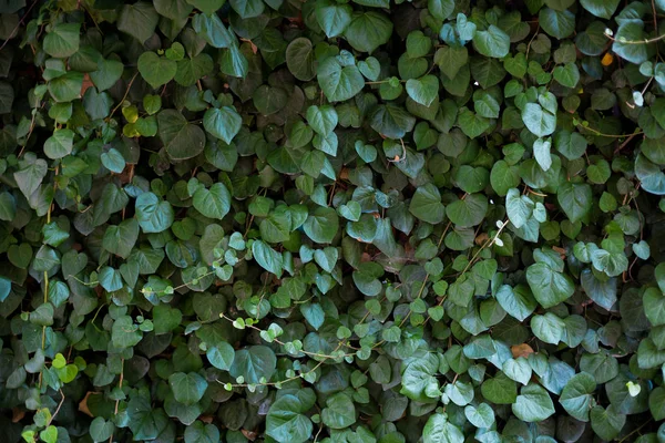 arka plan yeşil bitkilerin doku arka plan z