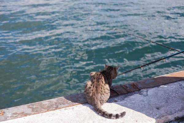 O gato se parece com um pescador pega uma pesca de peixe — Fotografia de Stock