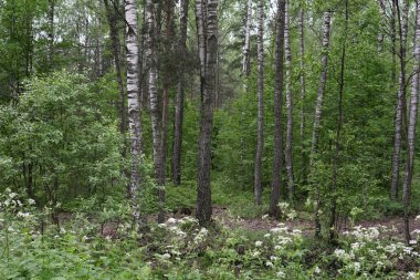 Yeşil, yapraklı huş ağacı orman yol iz z