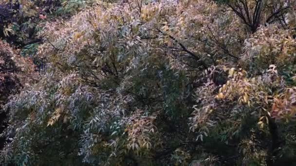 Rain trees strong wind weather — Stock Video