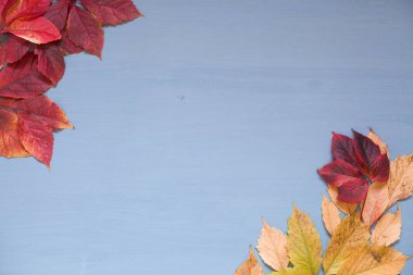 gri mavi arka plan z. sarı sonbahar yaprakları