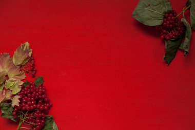 fındık meyve sonbahar arka plan kırmızı sarı yapraklar