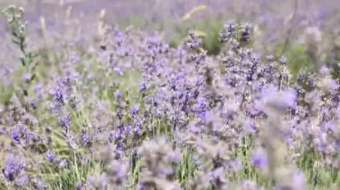 Rüzgar ile bir tarlada çiçekler mor lavanta