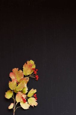 Sonbahar sarı meyve fındık masada bırakır.