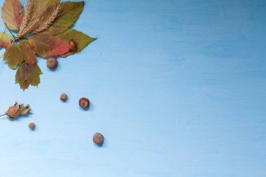 Sonbahar sarı meyve fındık masada bırakır.