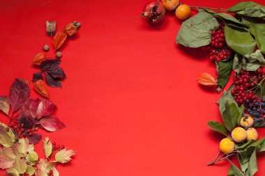 meyve somun kahve kırmızı ve sarı sonbahar yaprakları