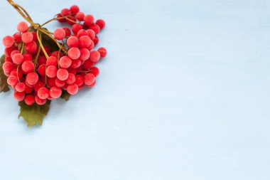 Kış mavi bir arka plan üzerinde kırmızı dondurulmuş meyveler