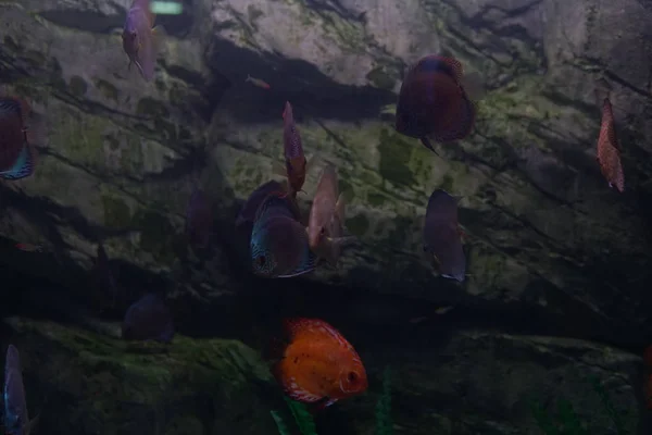 Peces tropicales en el río y la pesca acuario de agua de mar — Foto de Stock