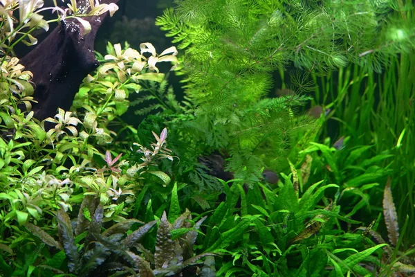 Peces tropicales en el río y la pesca acuario de agua de mar — Foto de Stock