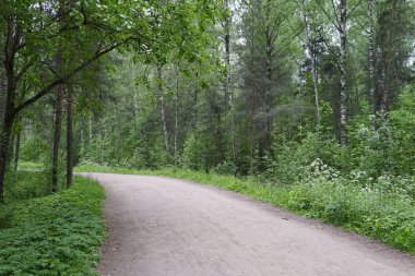 yeşil orman park bitkiler için harika bir yoldur
