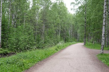 yeşil orman park için harika bir yoldur