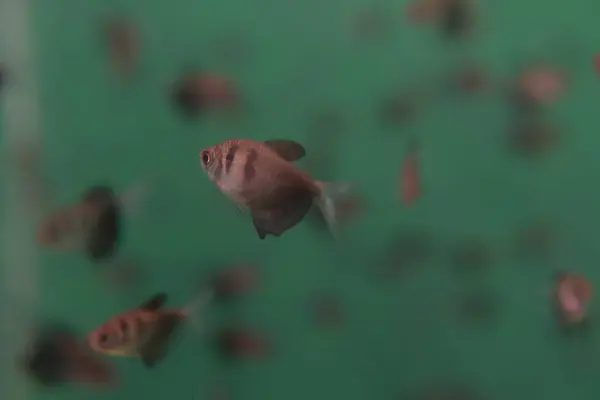 Peces tropicales en el río y la pesca acuario de agua de mar — Foto de Stock