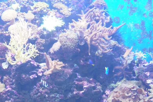 Peces tropicales en el río y la pesca acuario de agua de mar — Foto de Stock