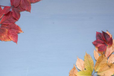 Kırmızı ve sarı yapraklar sonbahar soğuk gri arka plan