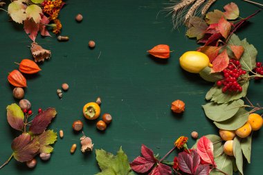 Sonbahar arkaplanı sarı ve meyveli fındık yaprakları kırmızı