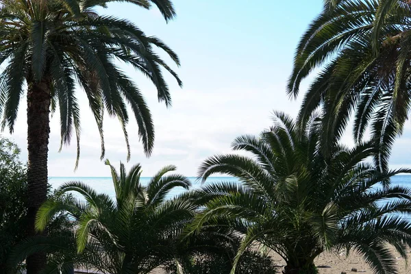 Tropische Palmen Meer Sand Strand Urlaub ok — Stockfoto