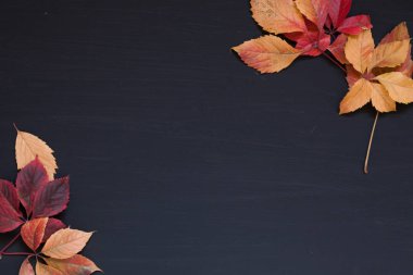 siyah kırmızı yeşil sarı renkli yapraklarda