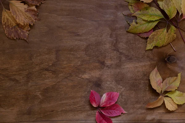 Colorful leaves on wooden background red green — Stock Photo, Image