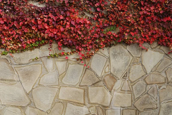 wall with red leaves structure background vintage