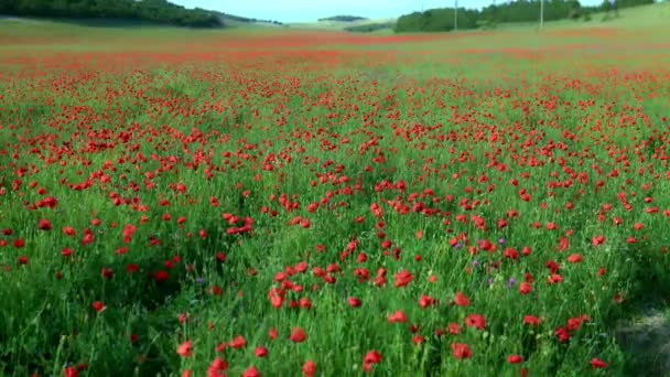 Κόκκινα φυτά παπαρούνας στη φύση χωρίς ανθρώπους σε ηλιοφάνεια — Αρχείο Βίντεο