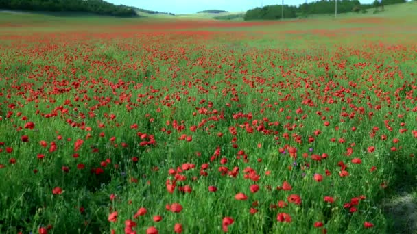 Plantas de amapola roja en la naturaleza sin gente bajo el sol — Vídeo de stock