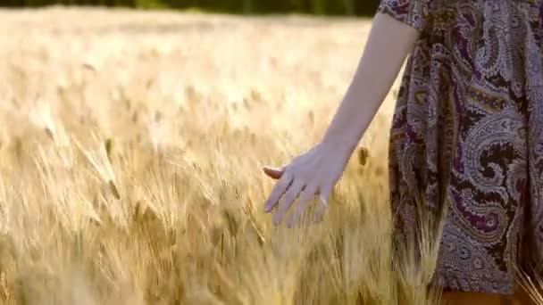 Mulher caminha através do campo de trigo, tempo de colheita chegando — Vídeo de Stock