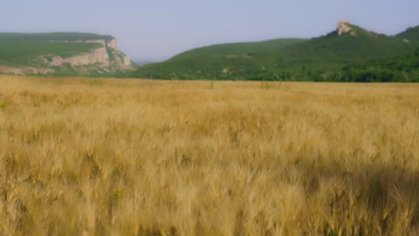 Tarım hasat buğday buğday olgun kulakları mavi gökyüzü alanı ile. — Stok video