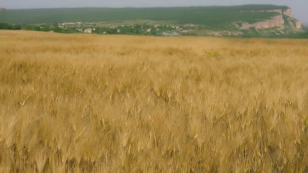 Blé champ champ coucher de soleil paysage