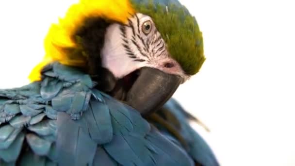 Beyaz bir arka plan üzerinde çok renkli macaw papağan — Stok video