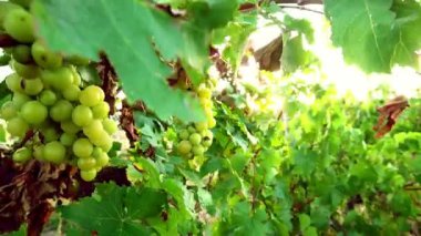 gün batımında üzüm yaprakları