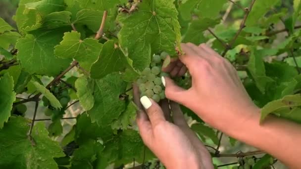 Женские руки листья винограда урожай — стоковое видео