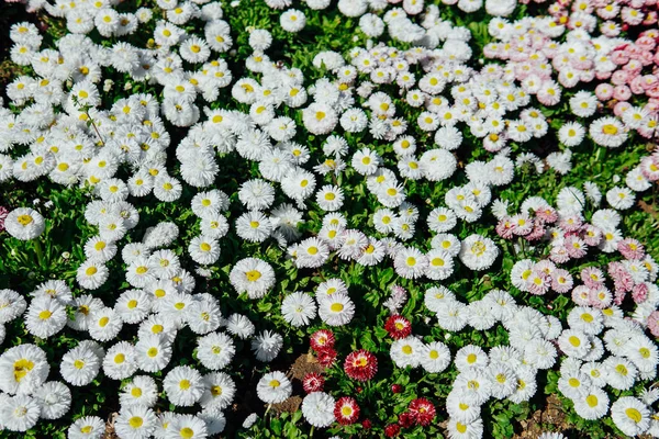 Astros multicolores en un jardín floreciente en primavera — Foto de Stock