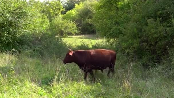 Il toro al pascolo mangia erba verde fresca — Video Stock