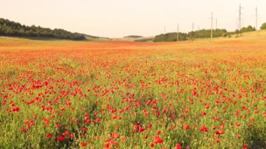 Haşhaş tarlasının üzerinde gün batımının güzel olduğu manzara