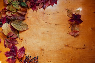 Sonbahar sarısı yapraklar tıp sonbahar arkaplanı